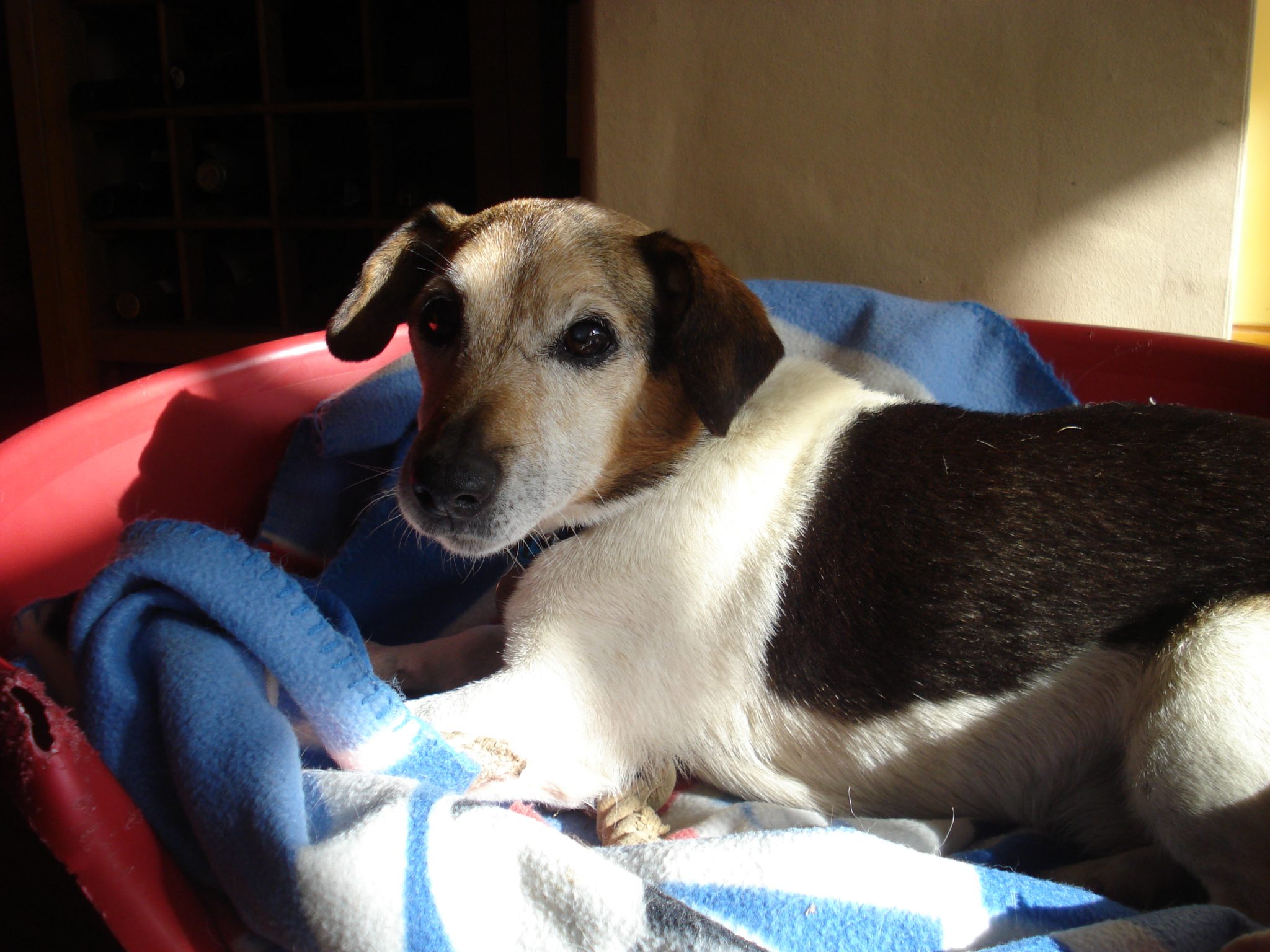 Behaviour Changes in Older Dogs. Holidays4Dogs Home Boarding for Dogs