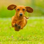 Fit As A Butcher’s Dog – Fitness Tips For Dogs.