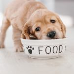 why won't my puppy eat