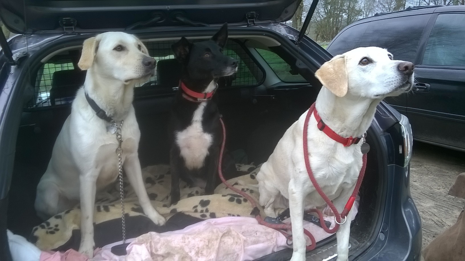 Safe Back Seat Travel For Dogs Uk Safe Back Seat Travel For Dogs Uk