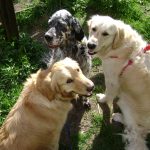 dog sitting, pet sitting