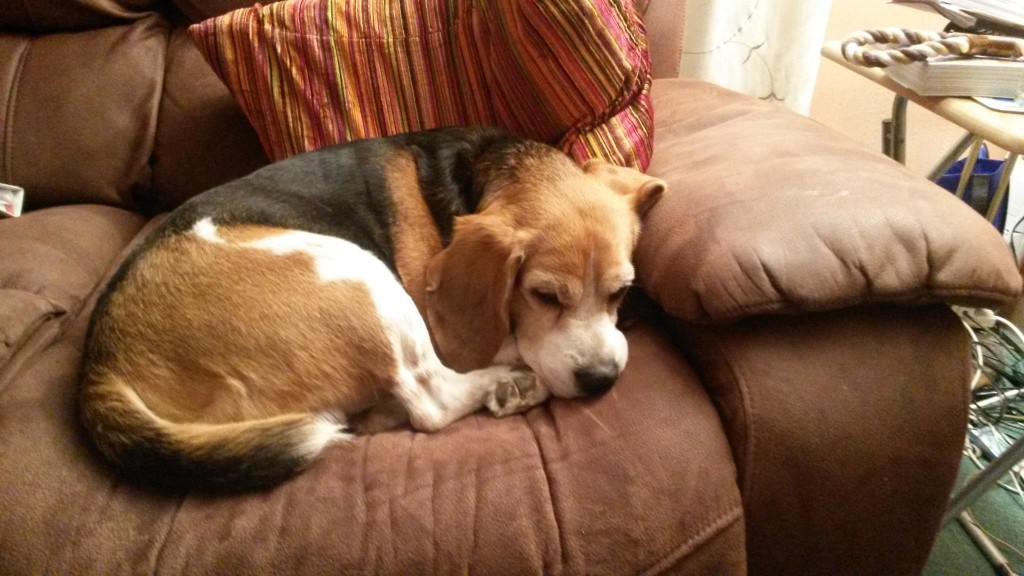 dog sitting, pet sitting