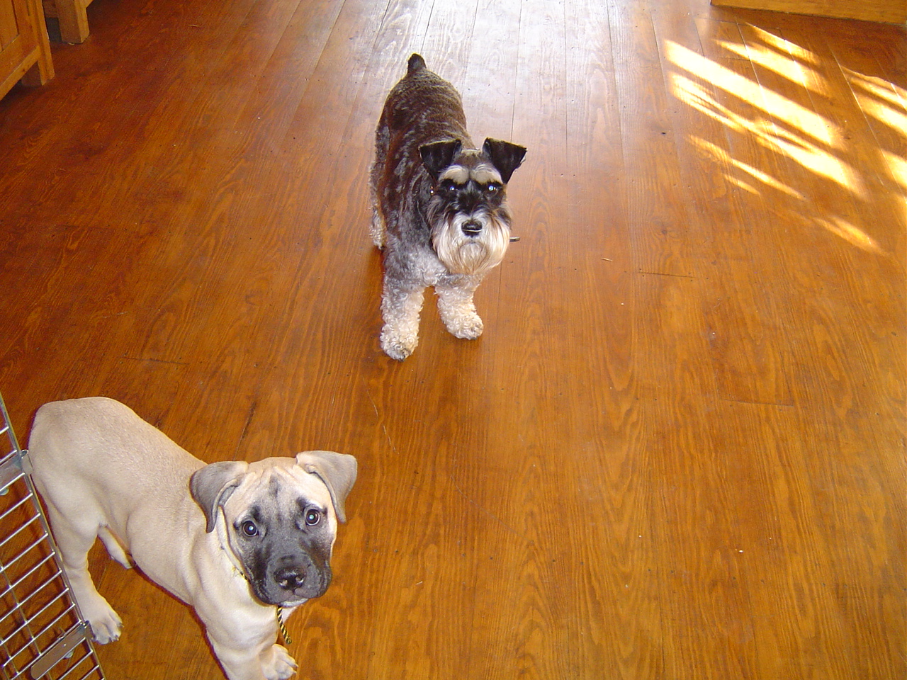 Why Do Some Dogs Hate Slippery Floors? Holidays4Dogs
