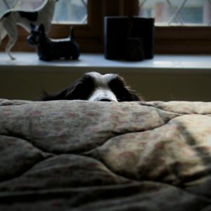 dog sitting, pet sitting