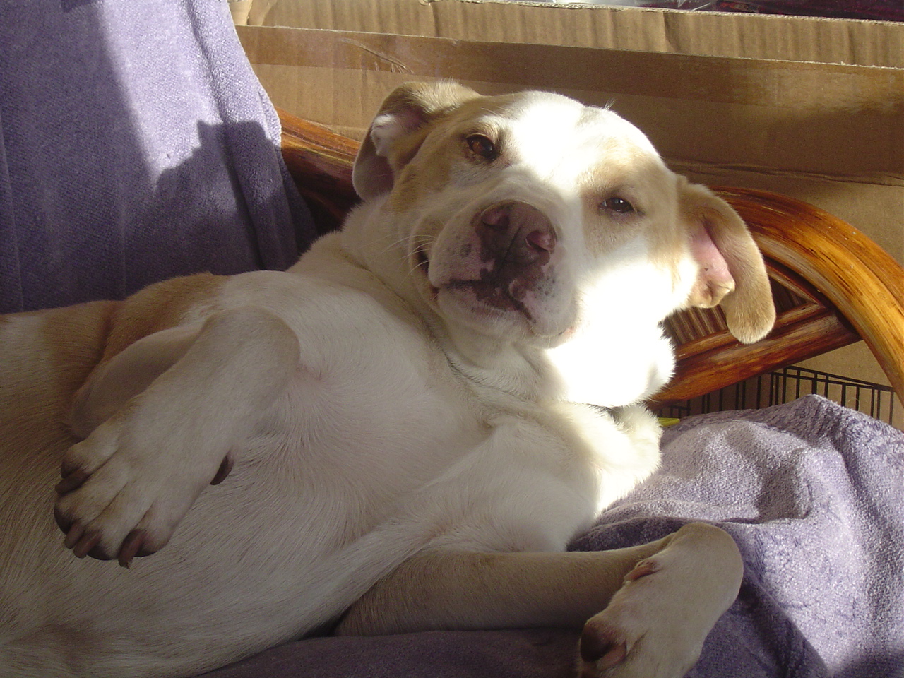 Home From Home Dog Boarding Northern Ireland Home From Home Dog Boarding Northern Ireland