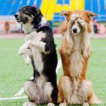 dog events 2024