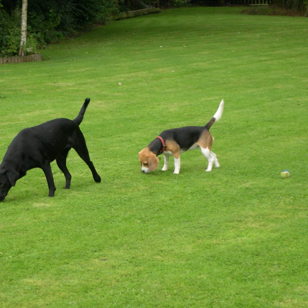 dog sitting, pet sitting