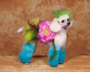 trends in dog grooming