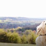 dog carers with a personal touch