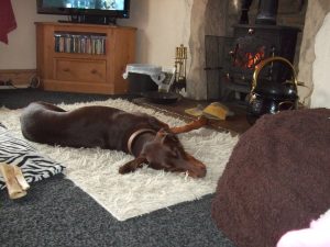 dog sitting, pet sitting