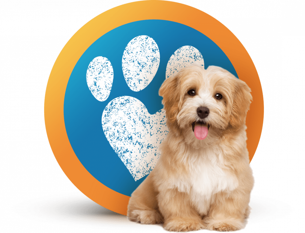 Terms and Conditions Dog Home Boarding Pet Sitting