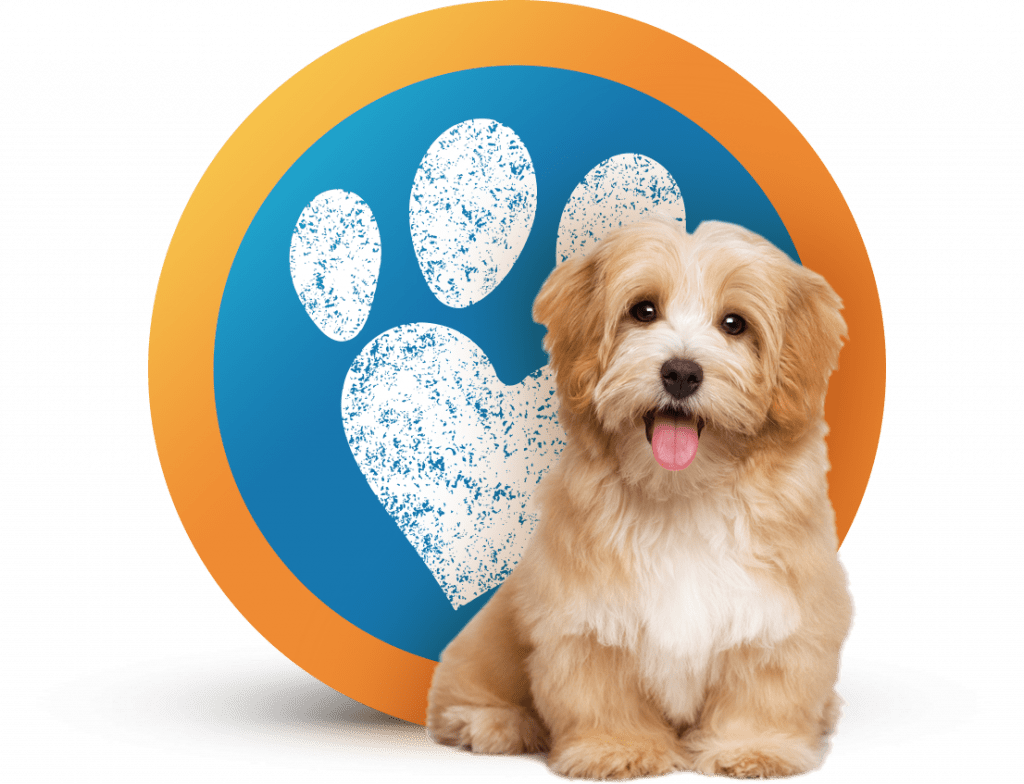 Terms and Conditions Dog Home Boarding Pet Sitting