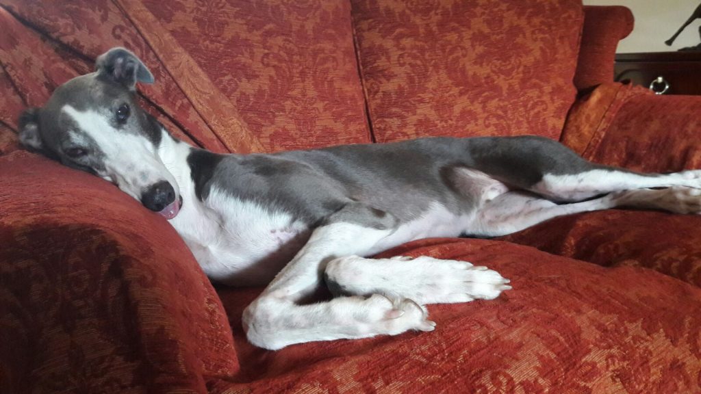 dog sitting, pet sitting