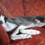 dog sitting, pet sitting
