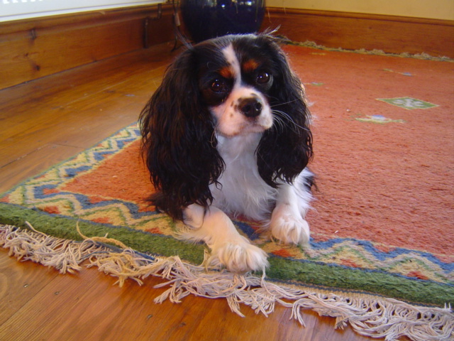 dog sitting, pet sitting