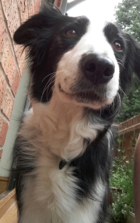 why does my whine why does my whine holidays4dogs home boarding for dogs why does my whine why does my whine holidays4dogs home boarding for dogs
