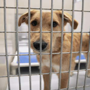 Dog in kennel