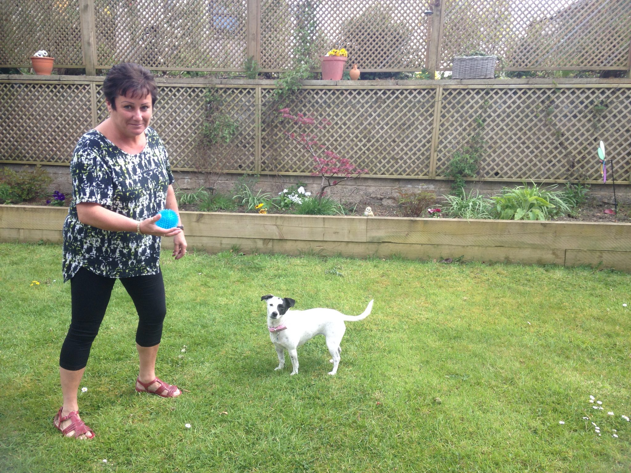 amazonbasics poop bags