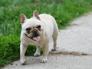 dog sitting, pet sitting