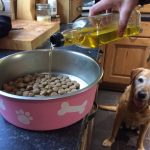 olive oil - is it good for dogs