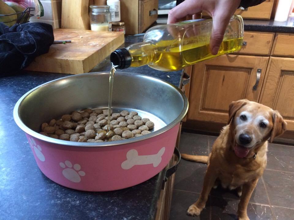 Can Dogs Have Food Cooked in Olive Oil? 2