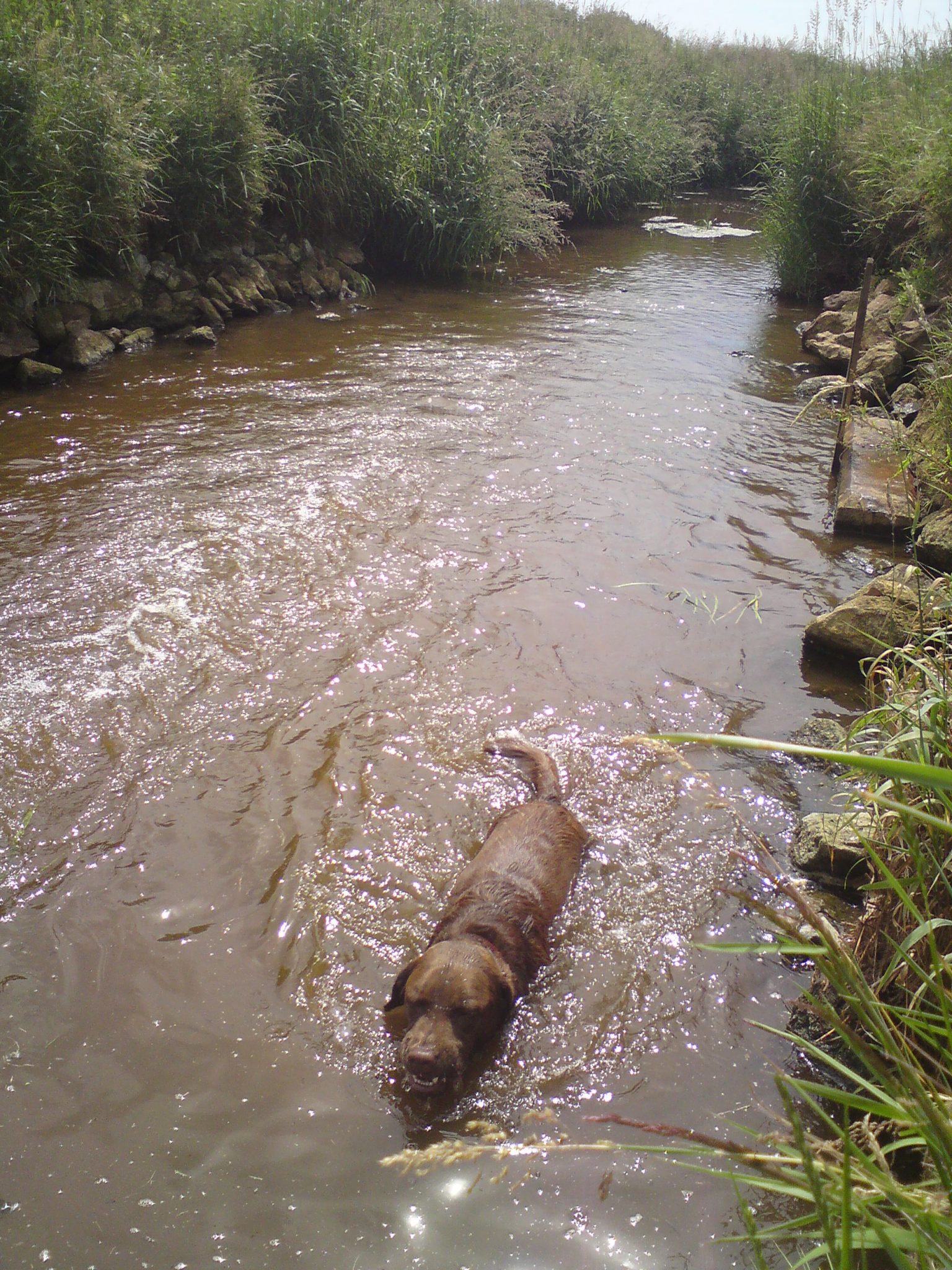 can all dogs swim can all dogs swim holidays4dogs home boarding for dogs can all dogs swim can all dogs swim holidays4dogs home boarding for dogs
