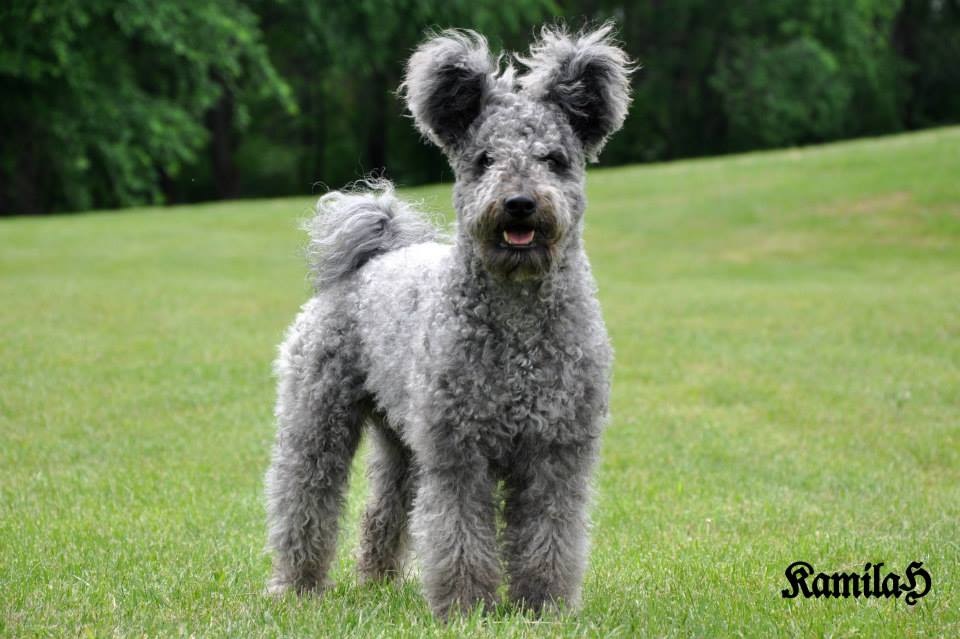 Kennel Fees For Dogs In Uk Kennel Fees For Dogs In Uk