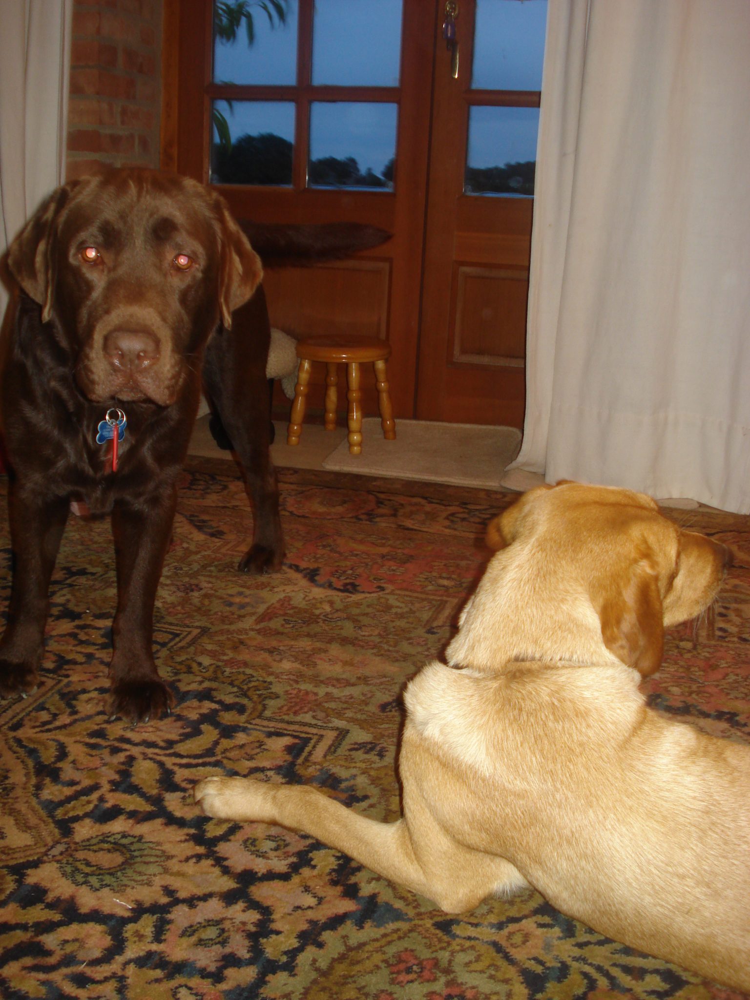 neighbours dog crying all day