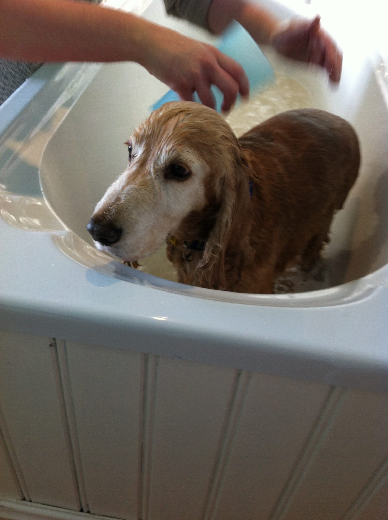 How to bath your dog. Holidays4Dogs Home Boarding for Dogs