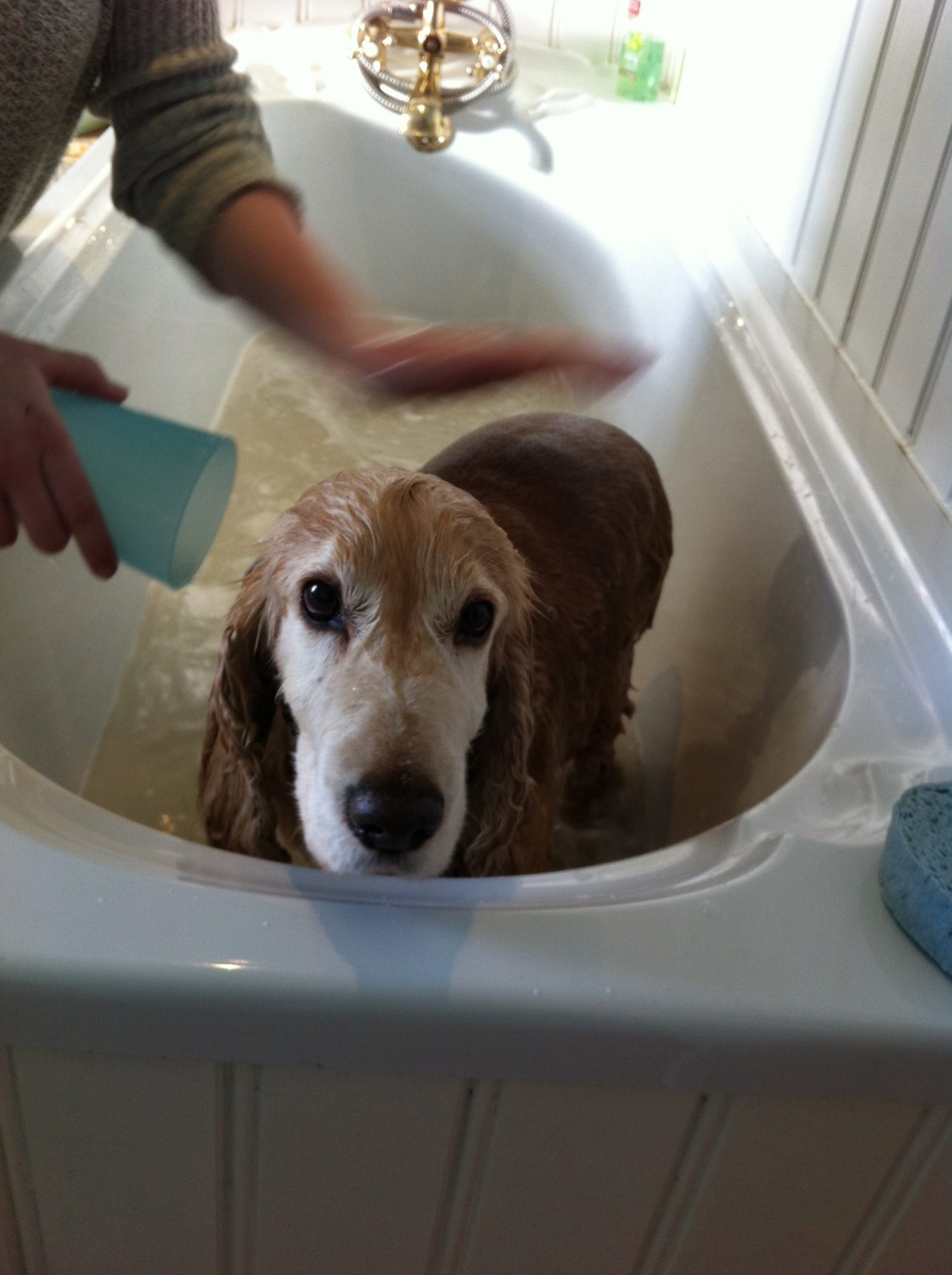 How to bath your dog. Holidays4Dogs Home Boarding for Dogs