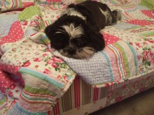 dog sitting, pet sitting