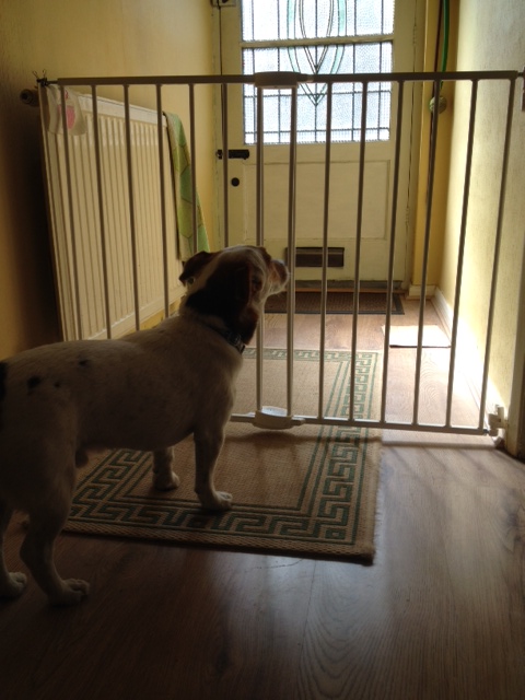 stair barrier for dogs