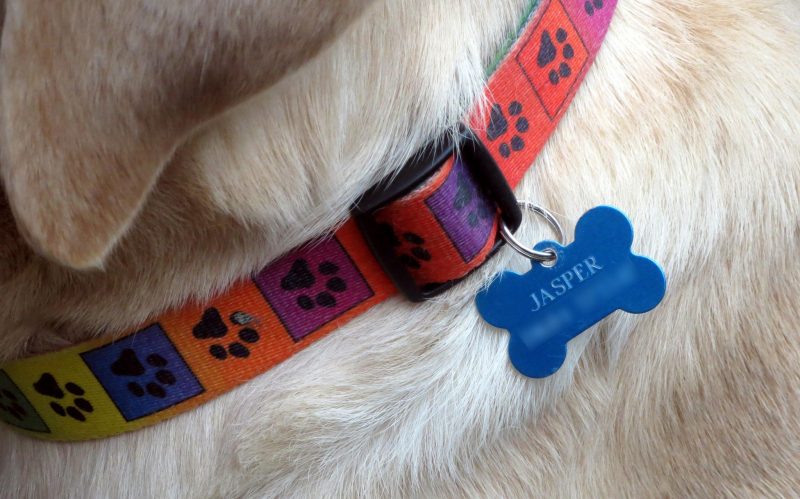 what-to-do-if-your-dog-goes-missing-holidays4dogs-home-boarding