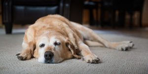 coping with pet loss