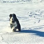 dog sitting, pet sitting