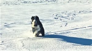 dog sitting, pet sitting