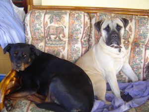 dog sitting, pet sitting, Dog Aggression Household