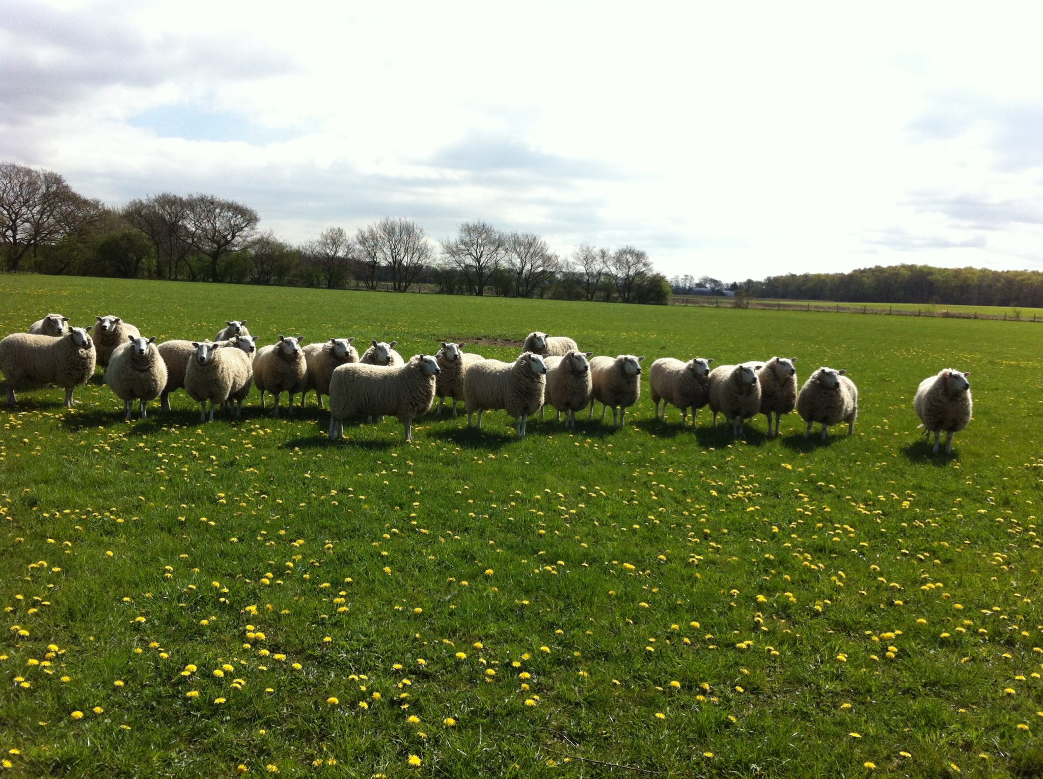 Home From Home Dog Boarding Ireland Home From Home Dog Boarding Ireland