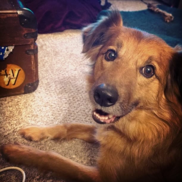 What Is The Memory Span Of A Puppy