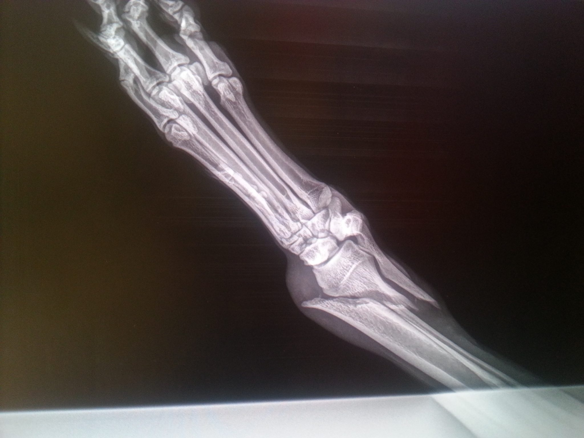 Broken legs in dogs Part one; causes and diagnosis. Holidays4Dogs