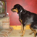 dog sitting, pet sitting, Dog television Barking