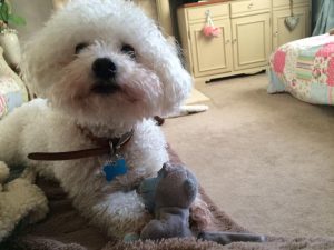dog sitting, pet sitting
