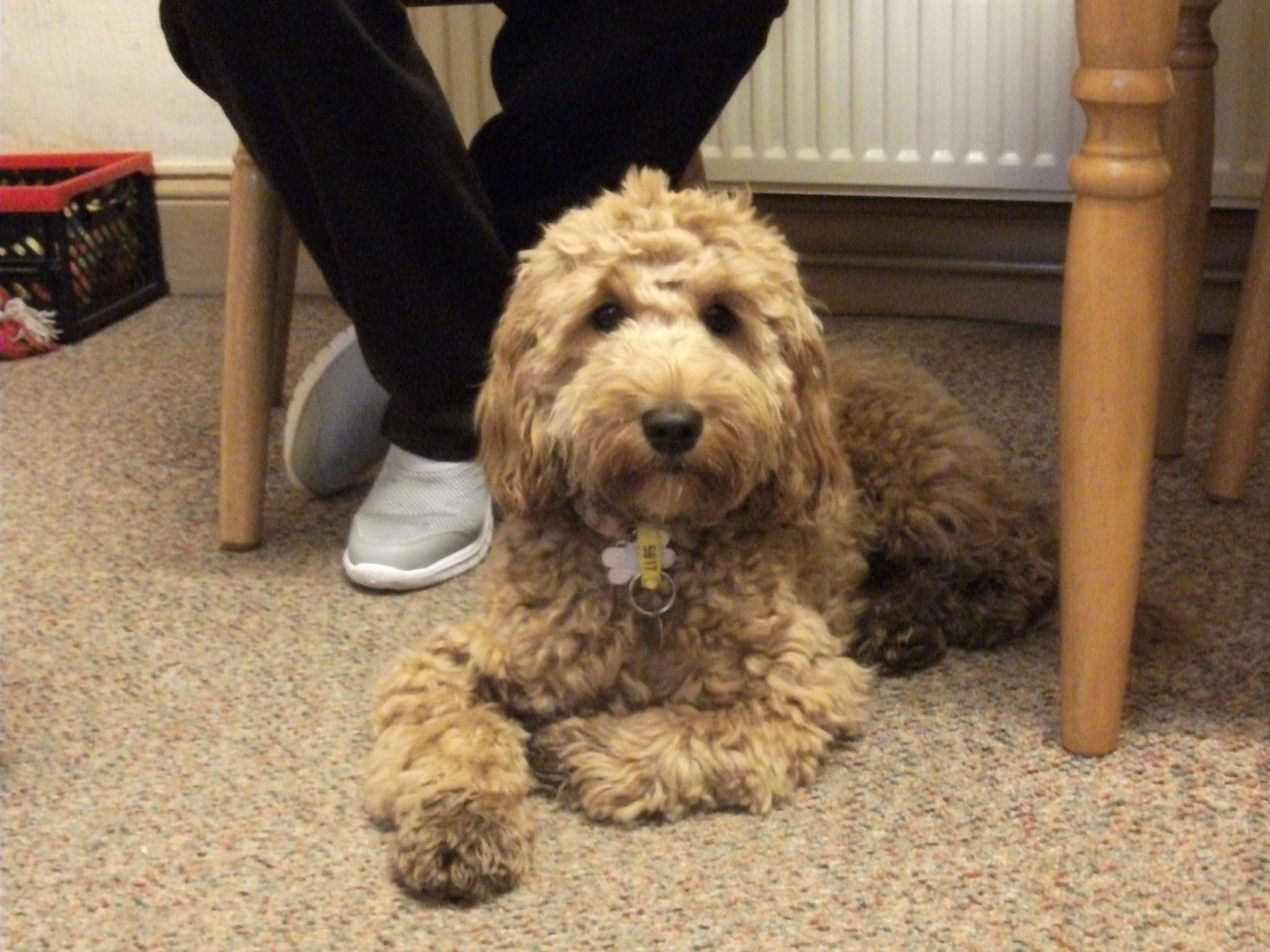 cockapoo therapy dog