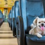 can I take my dog on public transport