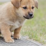 law on puppy breeding UK