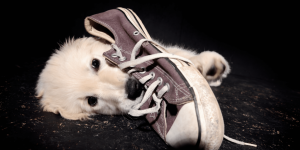 white dog chewing a shoe