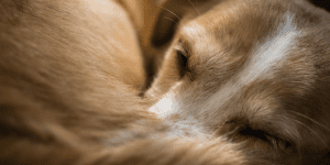 dog sleeping