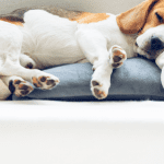 beagle sleeping