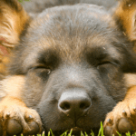 how much sleep do dogs need