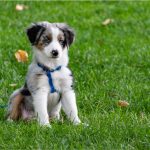 repeating dog training cues